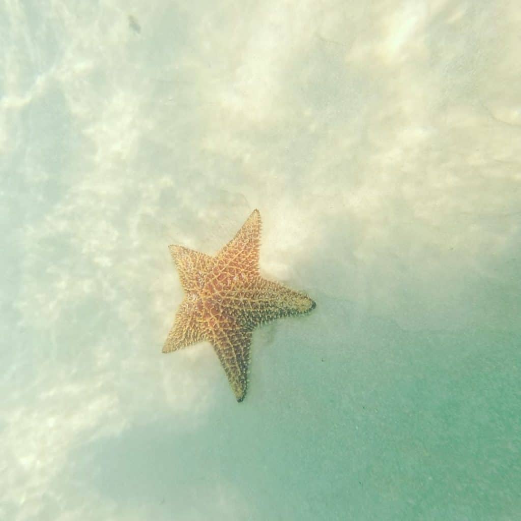 Starfish in Saona Island Natural Pool