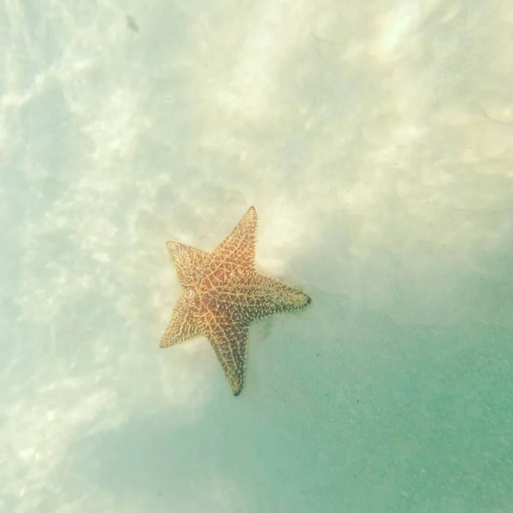 Starfish in Saona Island Natural Pool