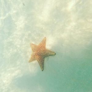 Starfish in Saona Island Natural Pool
