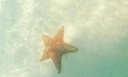 Starfish in Saona Island Natural Pool