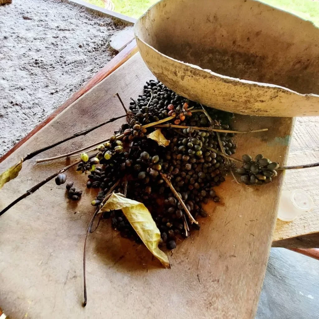 Punta Cana Buggies Coffe Beans