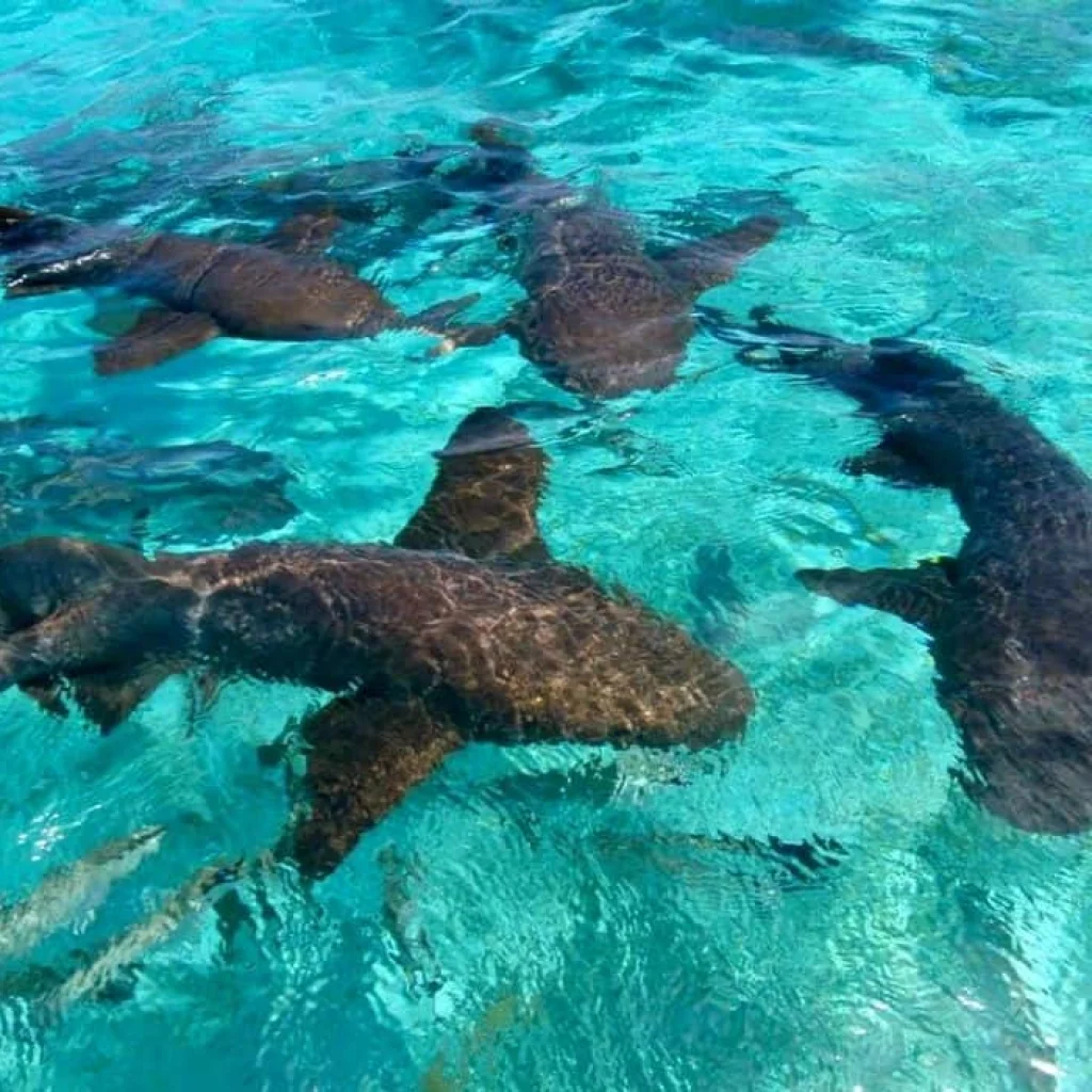 Caribbean Pirates from Punta Cana