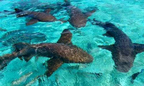 Caribbean Pirates from Punta Cana