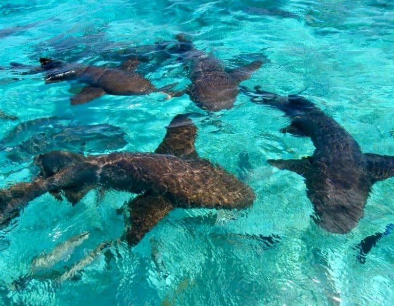 Caribbean Pirates from Punta Cana