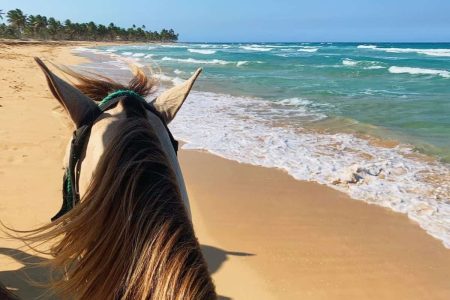 Paseos a caballo por la playa desde Punta Cana