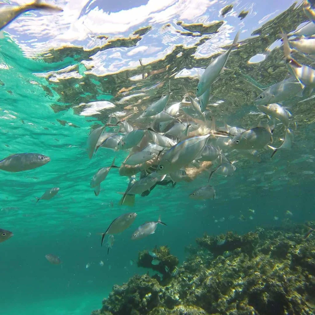 Snorkeling from Punta Cana_1