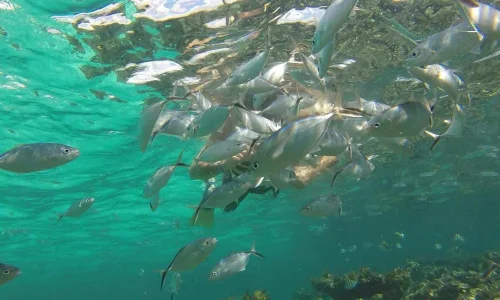 Snorkeling from Punta Cana_1