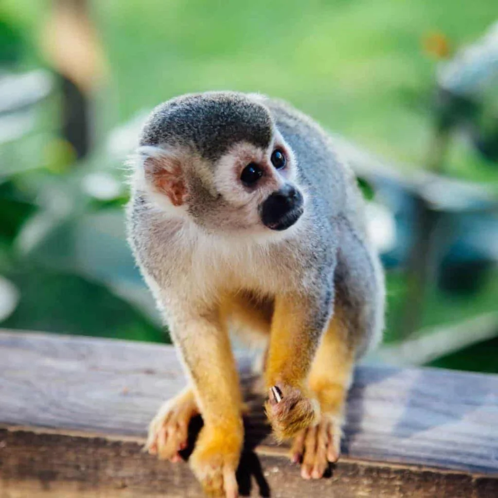 Monkeyland form Punta Cana