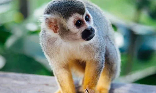 Monkeyland form Punta Cana