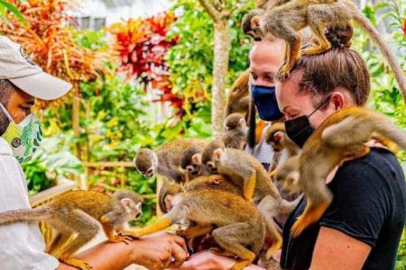 Excursión a Monkeyland desde Punta Cana por Punta Cana Adventures