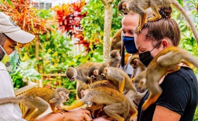 punta cana excursions monkeyland