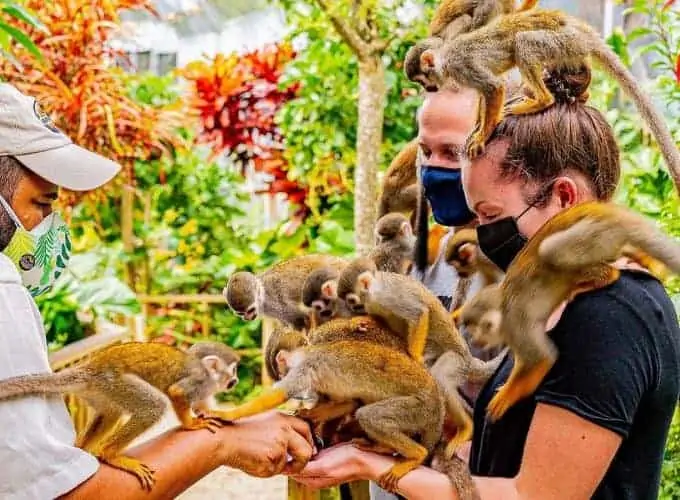 Visite de Monkeyland à partir de Punta Cana par Punta Cana Adventures