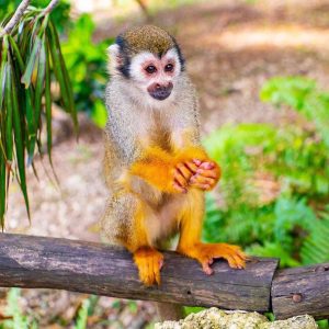 Monkeyland in Punta Cana