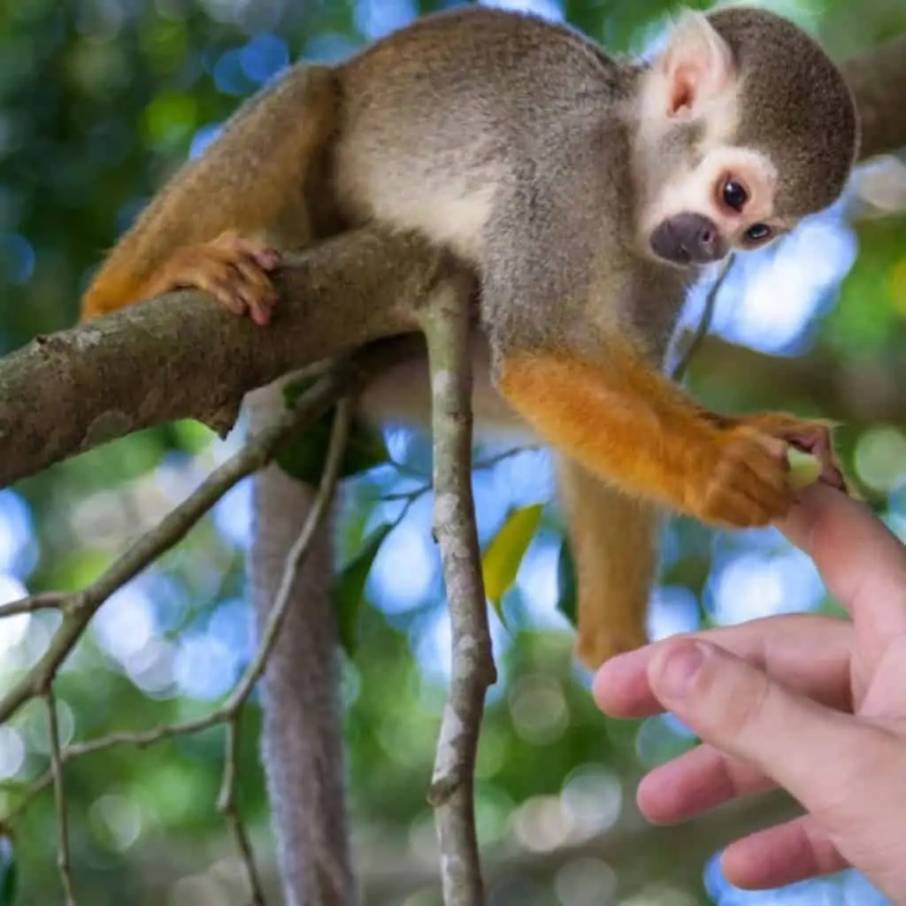 Monkeyland tour Punta Cana