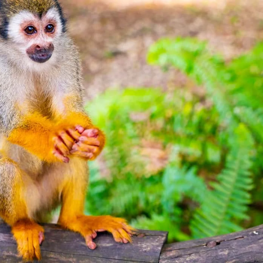 Monkeyland tour Punta Cana