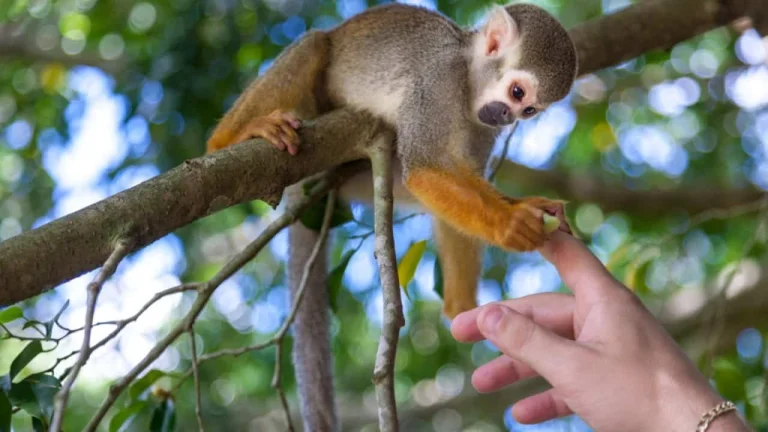 Monkeyland tour Punta Cana
