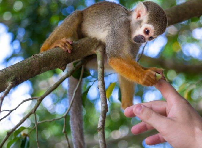 Monkeyland excursion in Punta Cana