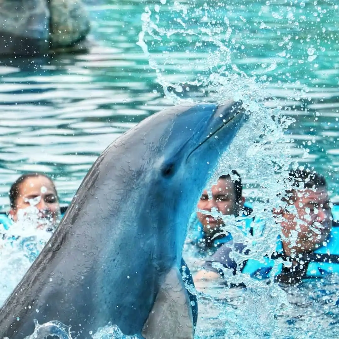 Nadar con delfines en Punta Cana