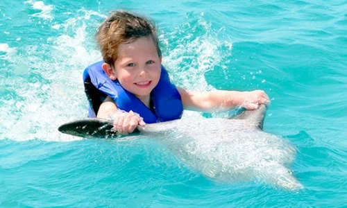 dolphin-activities-for-kids