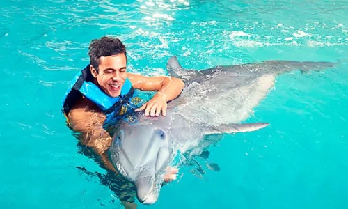 dolphin-hug-bavaro