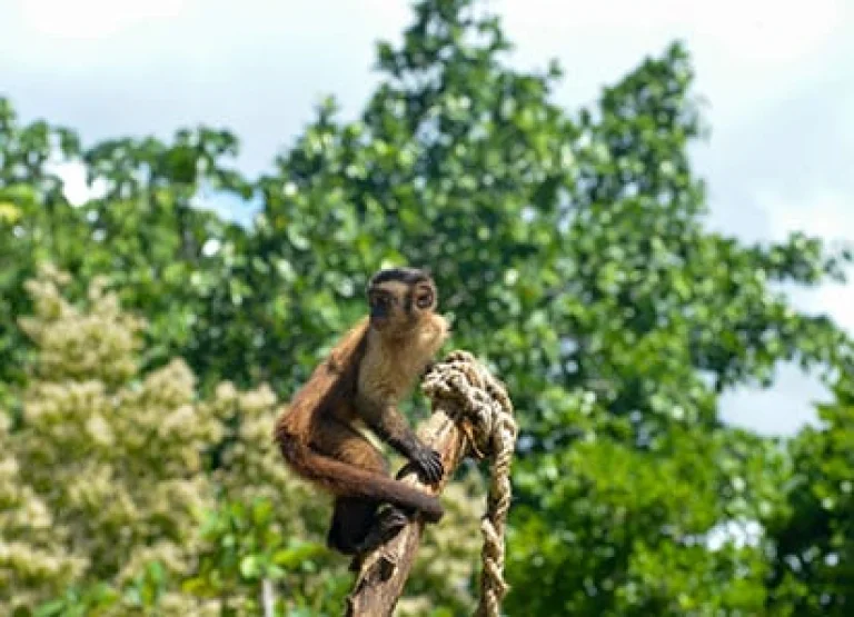 Monkey Island at Scape Park in Punta Cana