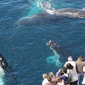 Whale Watching tour from Punta Cana