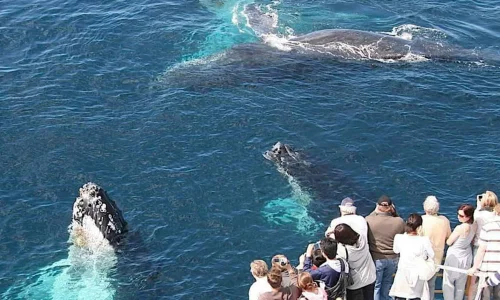 Whale Watching tour from Punta Cana