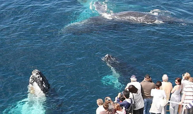 Whale Watching tour from Punta Cana
