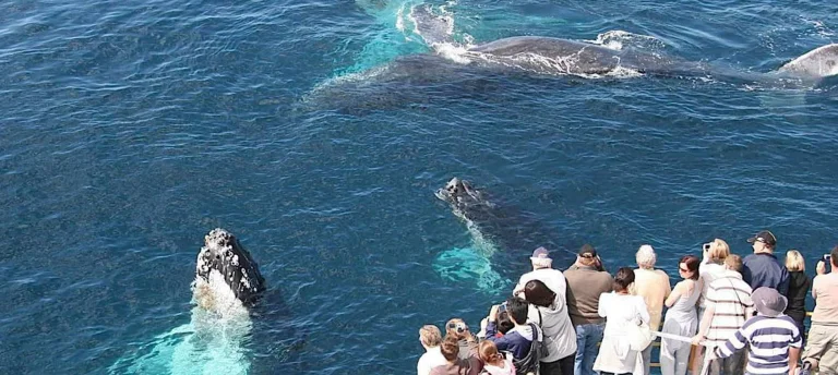 Whale Watching tour from Punta Cana