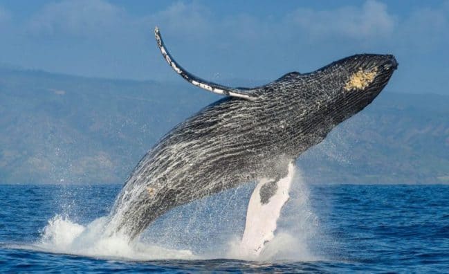 Schedule Punta Cana excursions & tours before you arrive