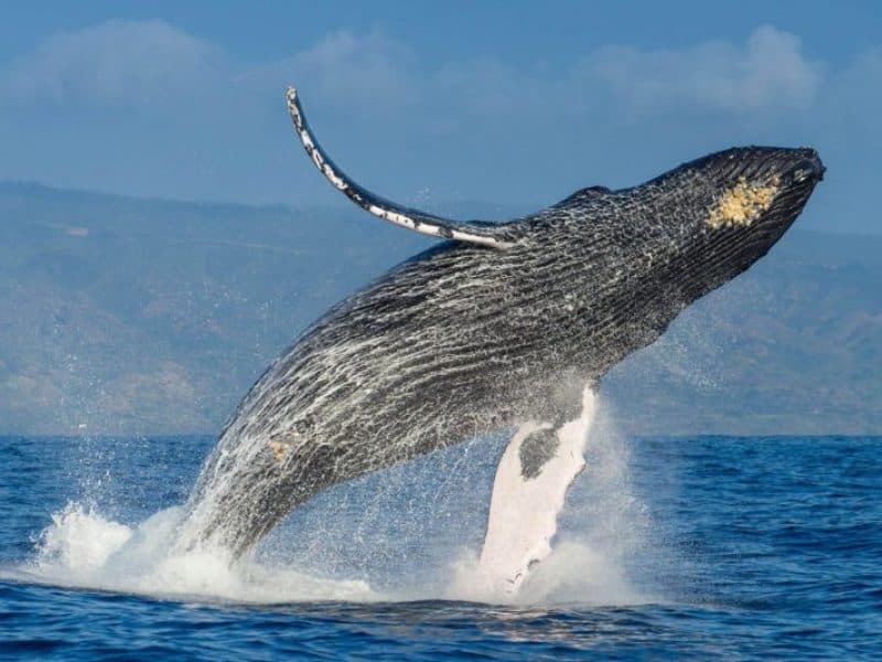 Schedule Punta Cana excursions & tours before you arrive