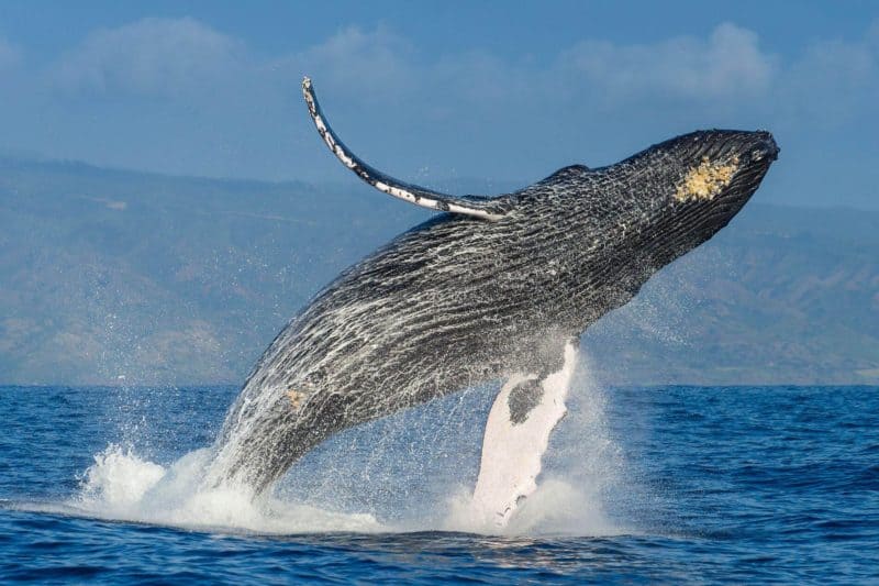 Avistamiento de ballenas en Samaná