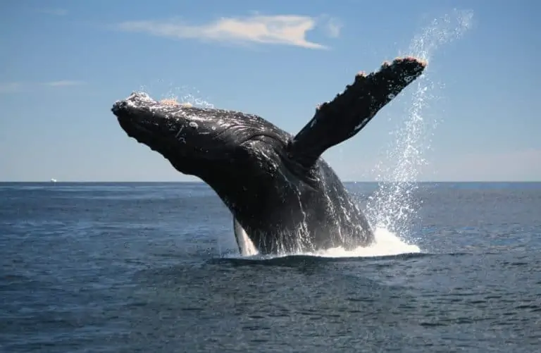 Whale watching Samana