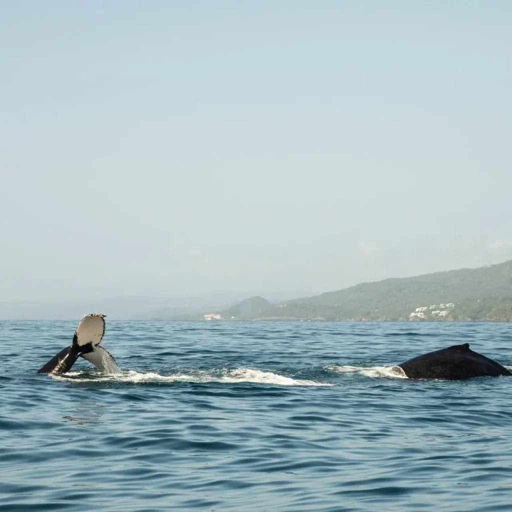 Whale Watching tour from Punta Cana