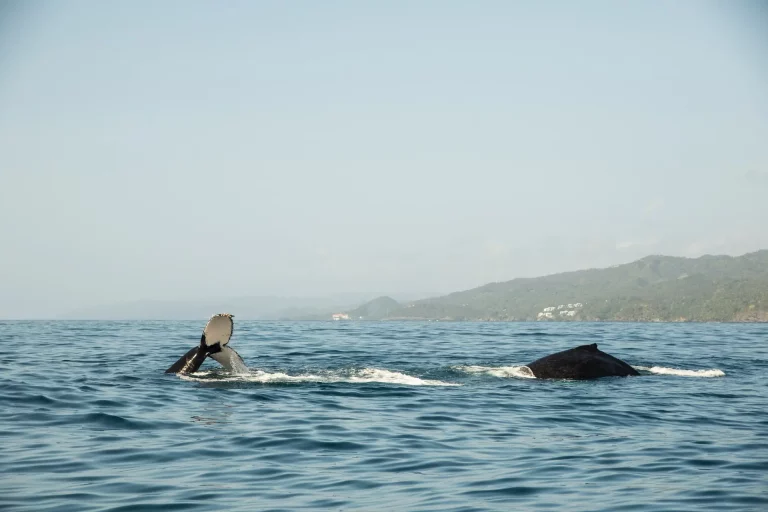 Whale Watching tour from Punta Cana