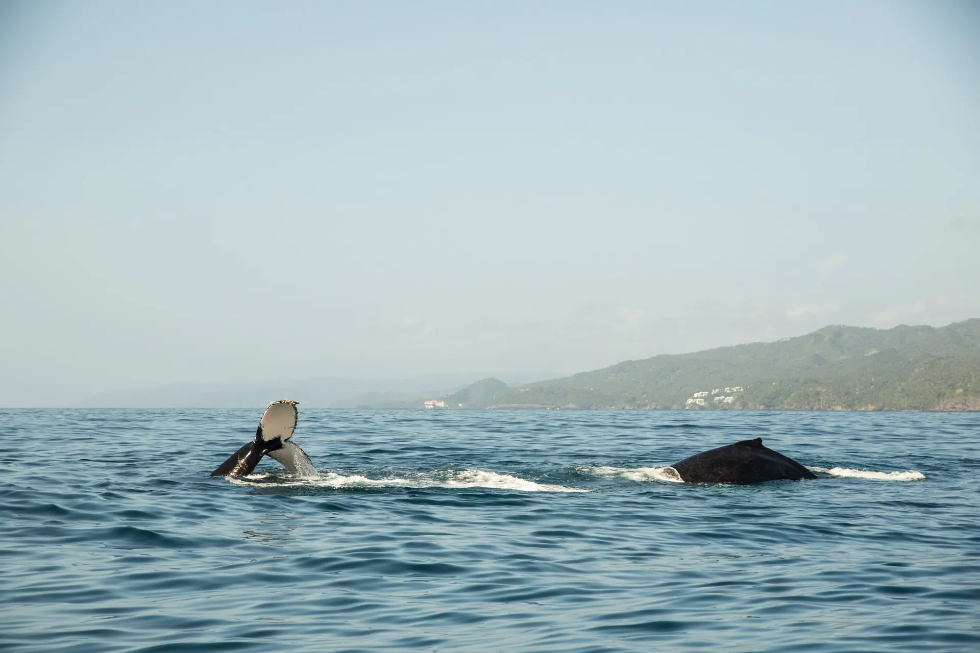 Excursión de avistamiento de ballenas desde Punta Cana