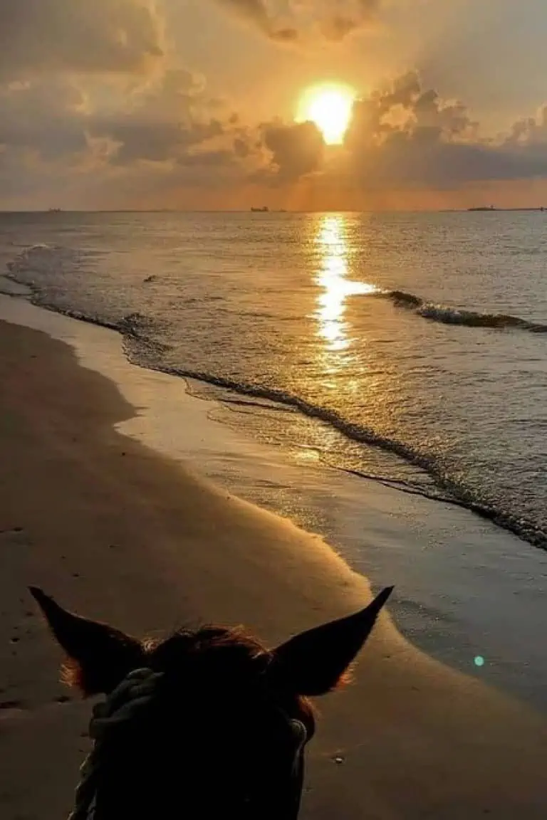 Sunset Horseback Riding Tour from Punta Cana