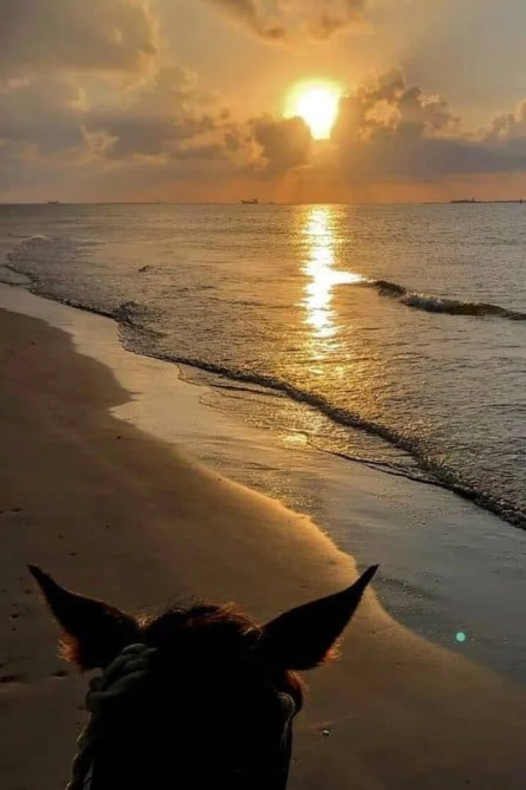 Sunset Horseback Riding Tour from Punta Cana