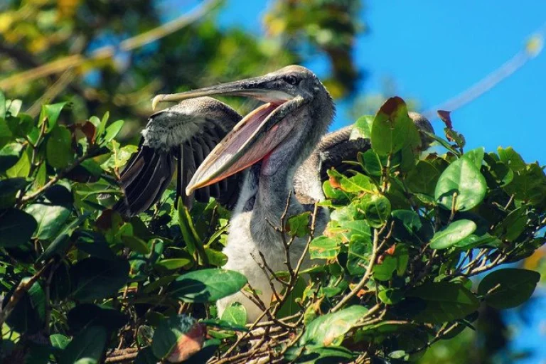 Los Haitises Bird
