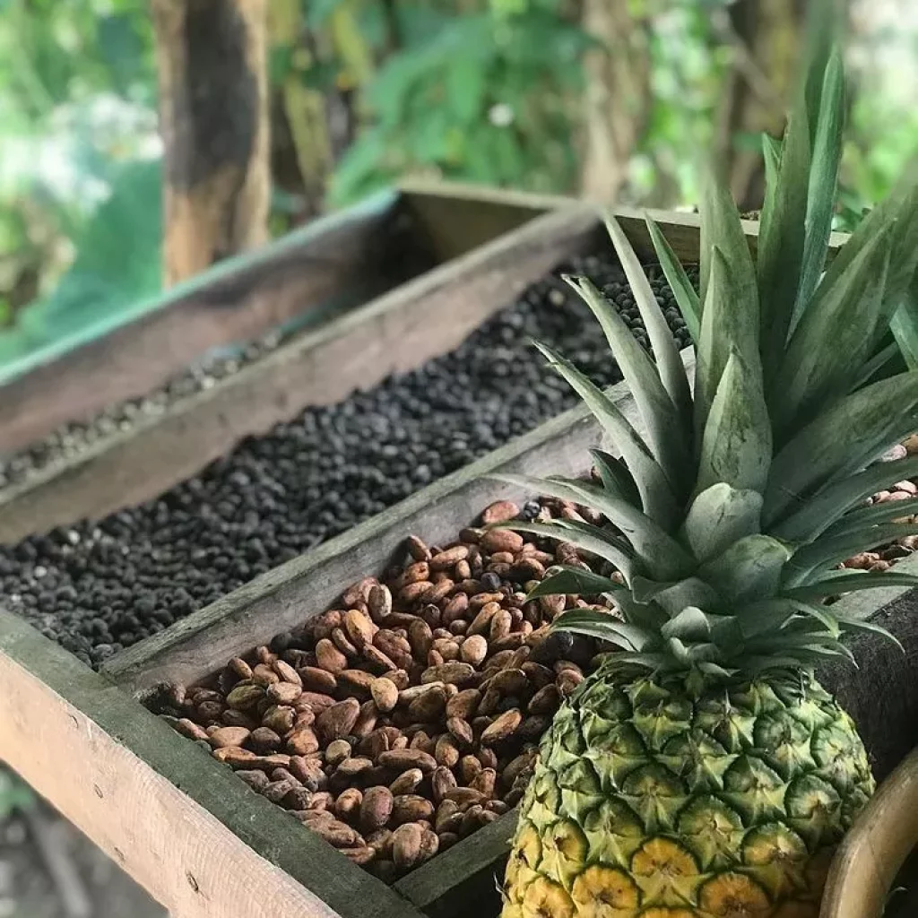 Punta Cana Safari Cultural Tour: Fruits and Coffee Beans