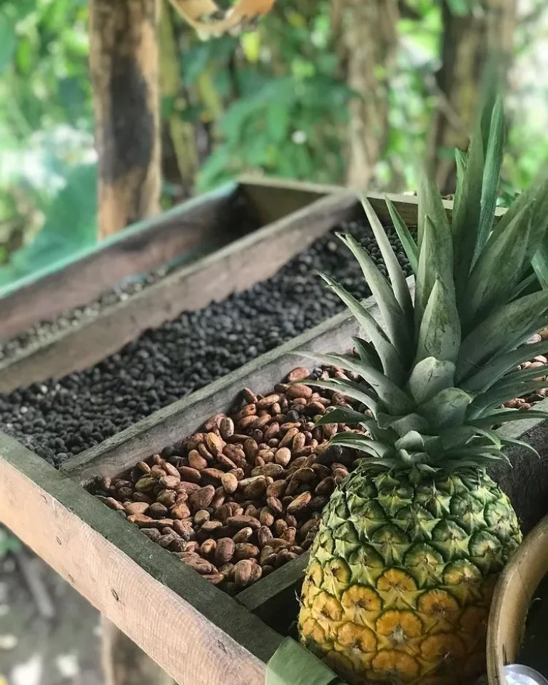 Punta Cana Safari Cultural Tour: Fruits and Coffee Beans