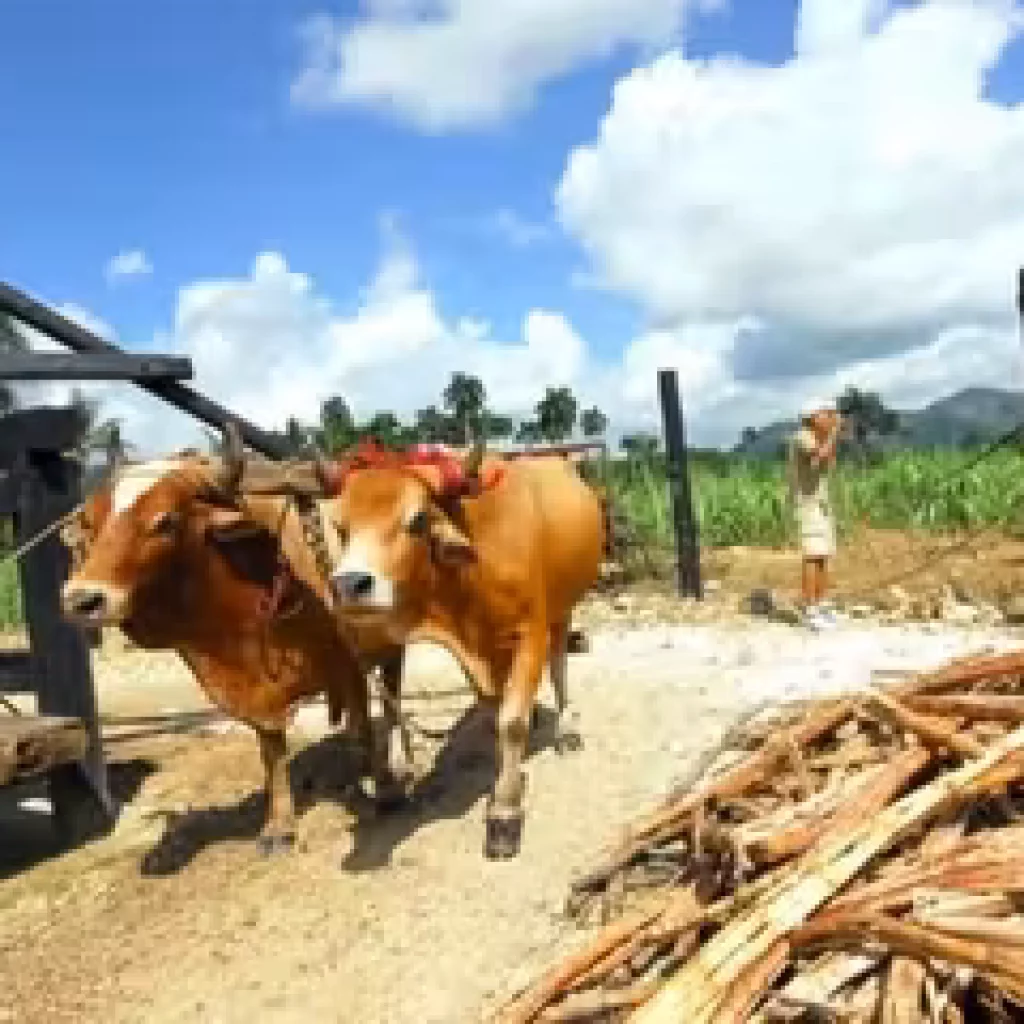 Punta Cana Safari Cultural Tour: Sugar cane fields