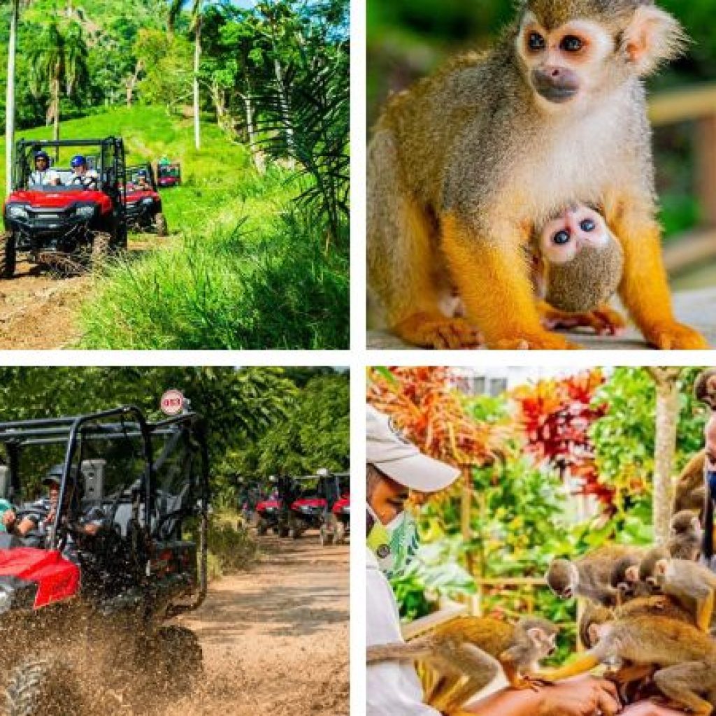 Combo: Monkeyland & Jungle Buggies - Punta Cana