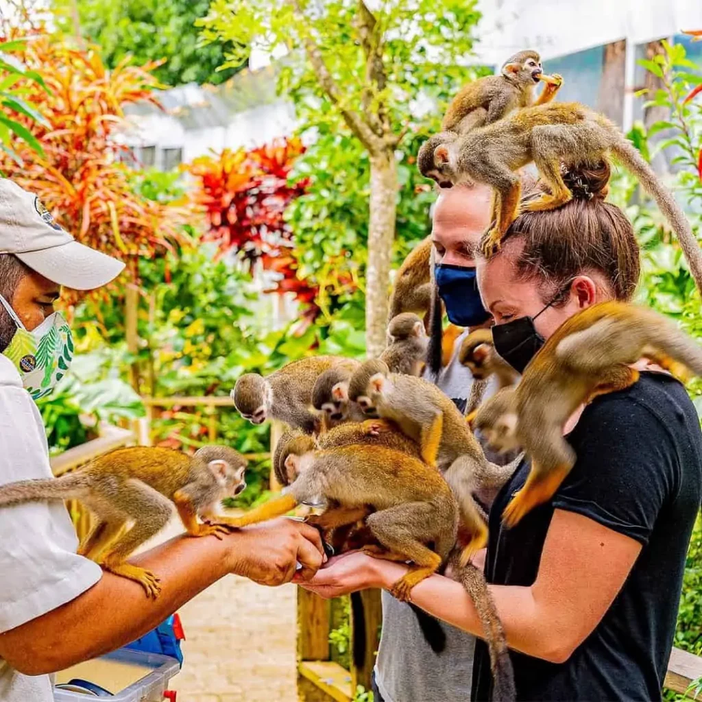 Visite de Monkeyland à Punta Cana