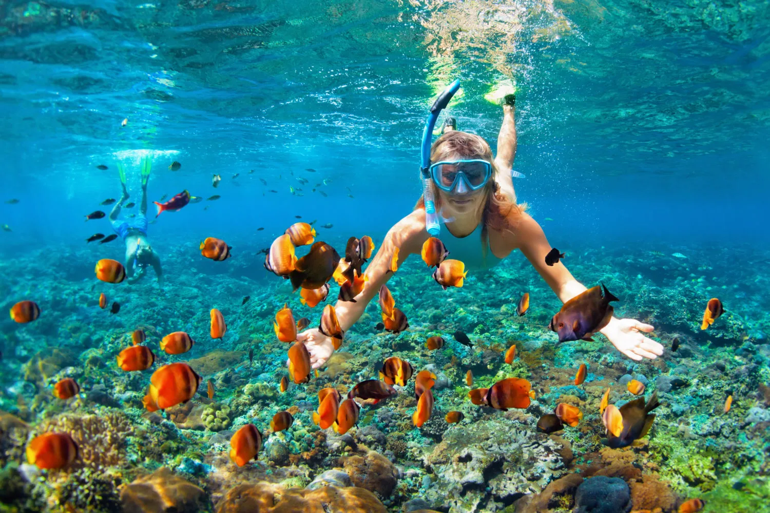 Snorkeling the Wall na Ilha Catalina