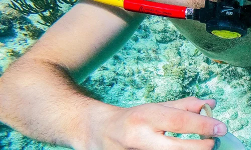 Power Dive Punta Cana