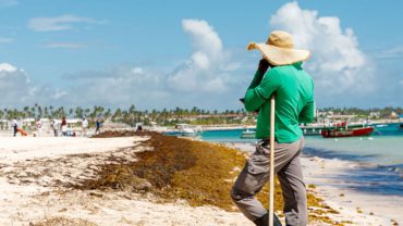 Punta Cana Seaweed
