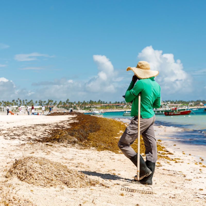 Algas marinhas de Punta Cana