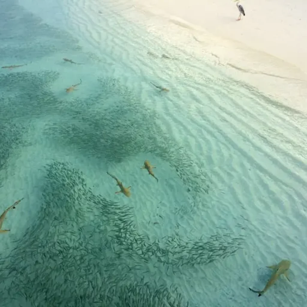 sharks in punta cana