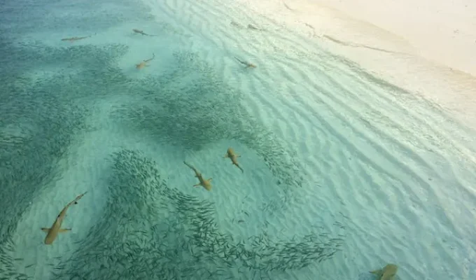 sharks in punta cana